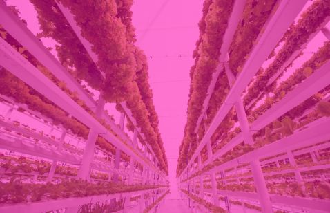 fazenda vertical Pink Farm Brasil